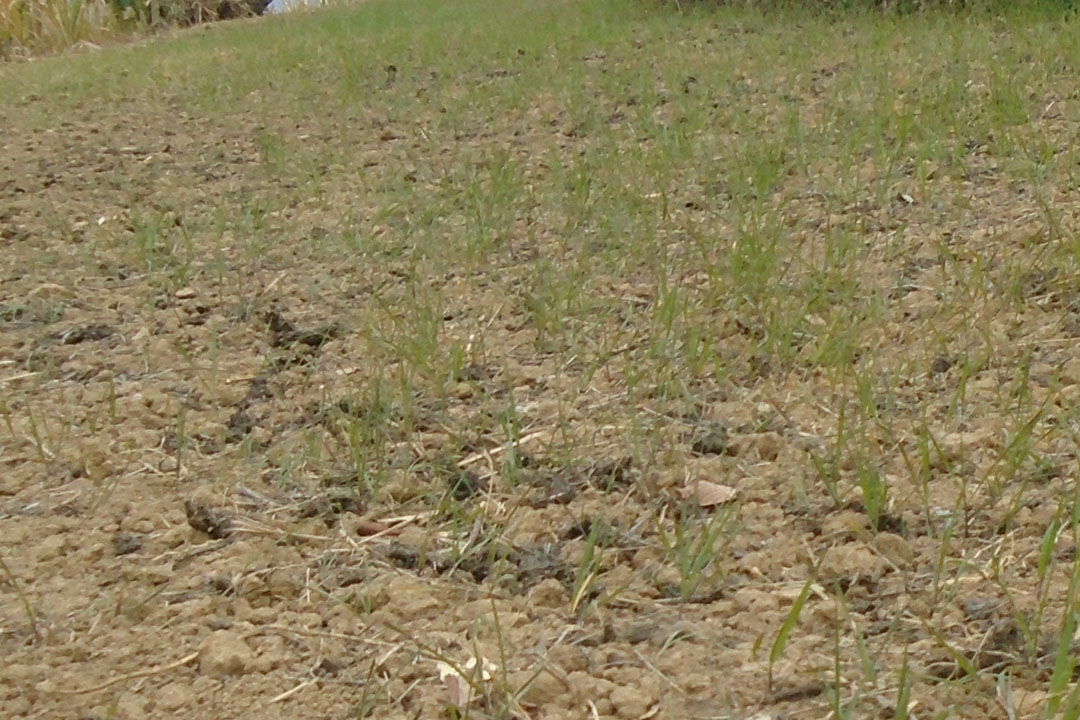 लगातारको खडेरीले बैतडीमा गहुँबाली सुक्न थाल्यो 